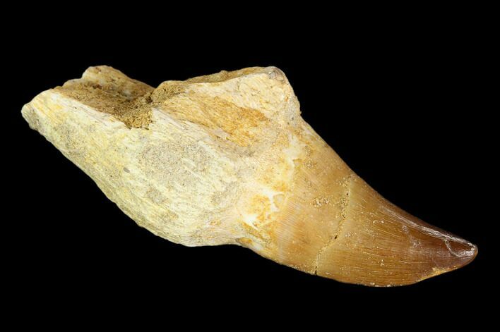 Fossil Mosasaur (Prognathodon) Tooth - Morocco #116914